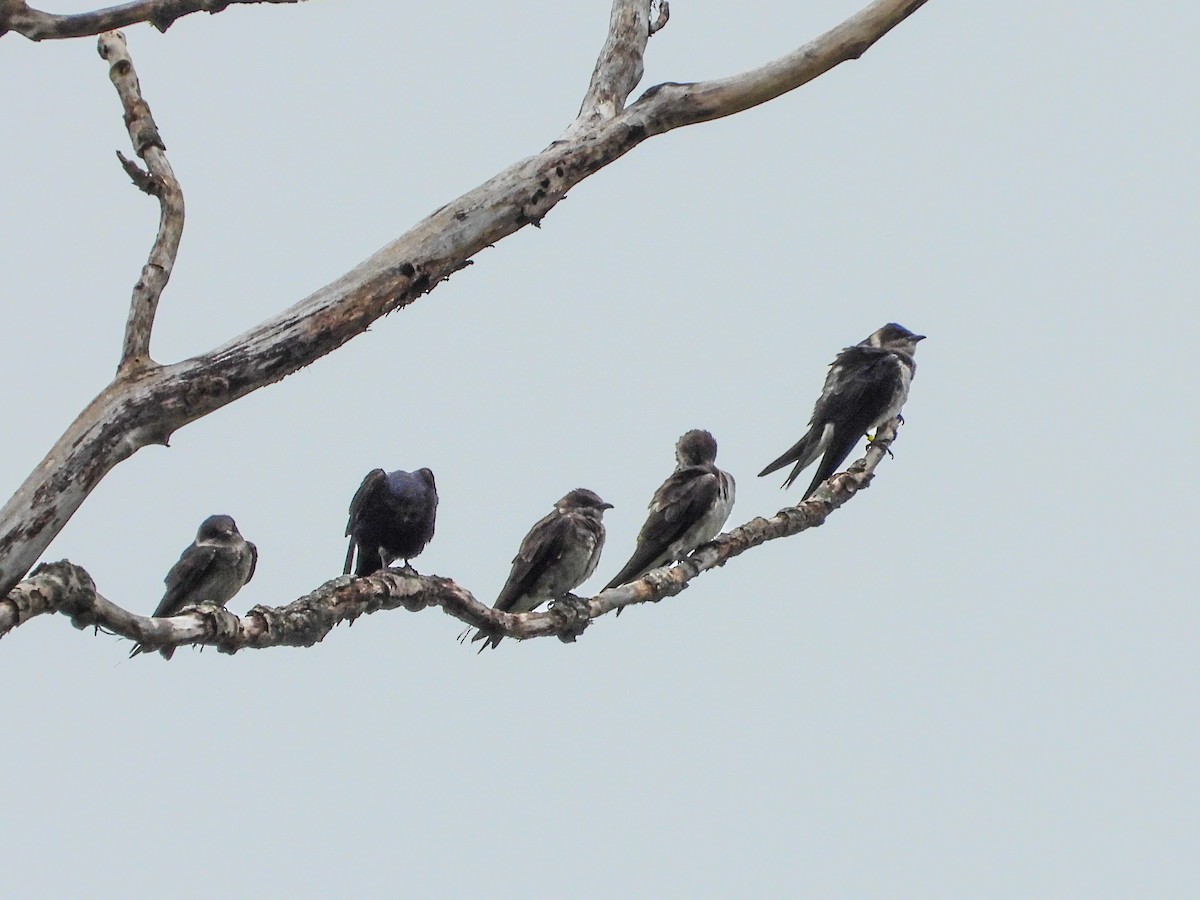 Purple Martin - ML622097671