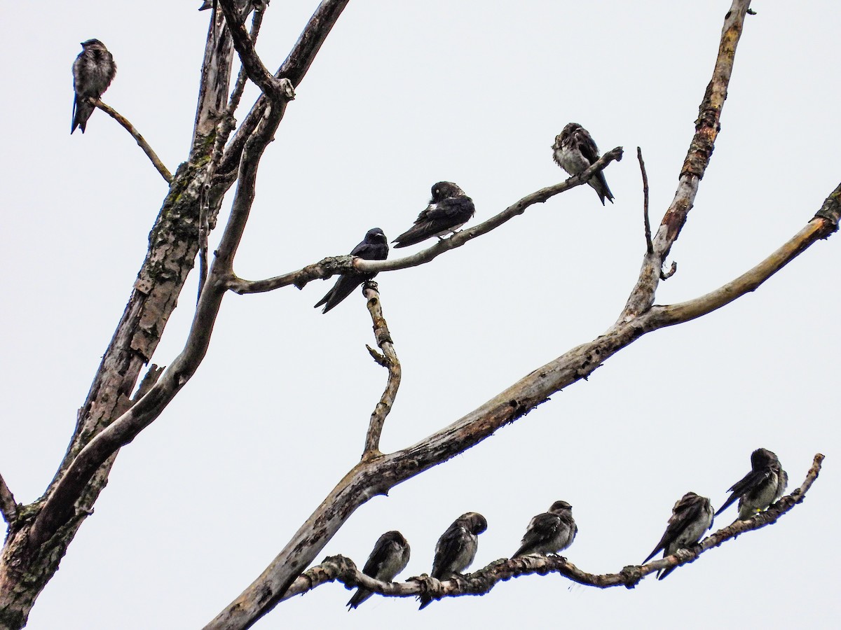 Purple Martin - ML622097672