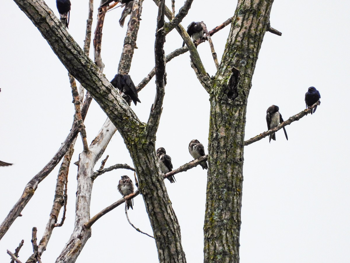 Purple Martin - ML622097673