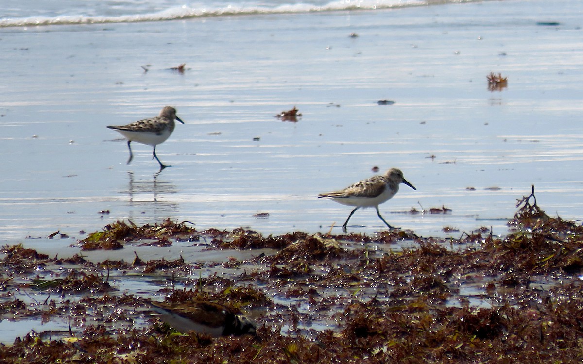 Sanderling - ML622097674