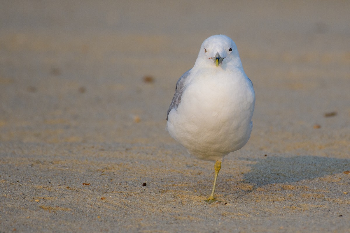 Ring-billed Gull - ML622097675