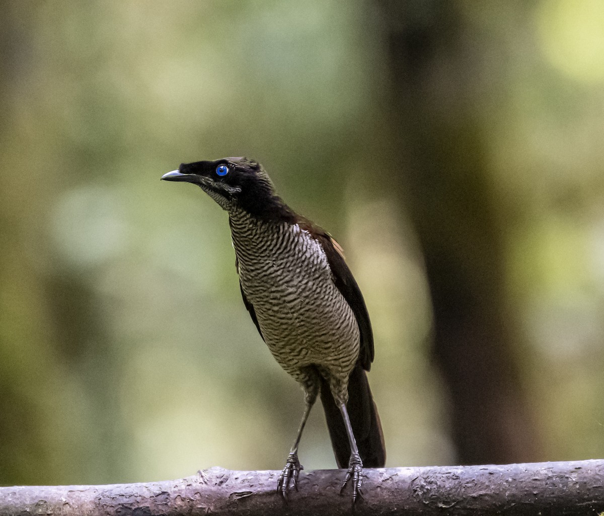 Western Parotia - ML622097676