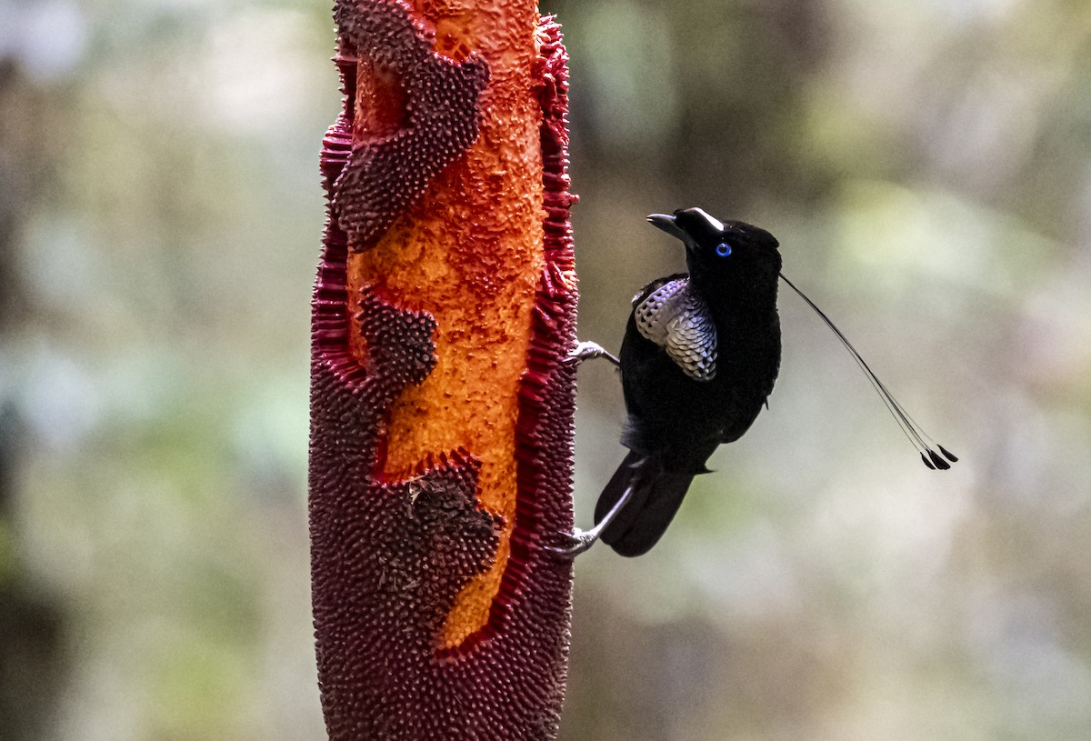 Western Parotia - ML622097677