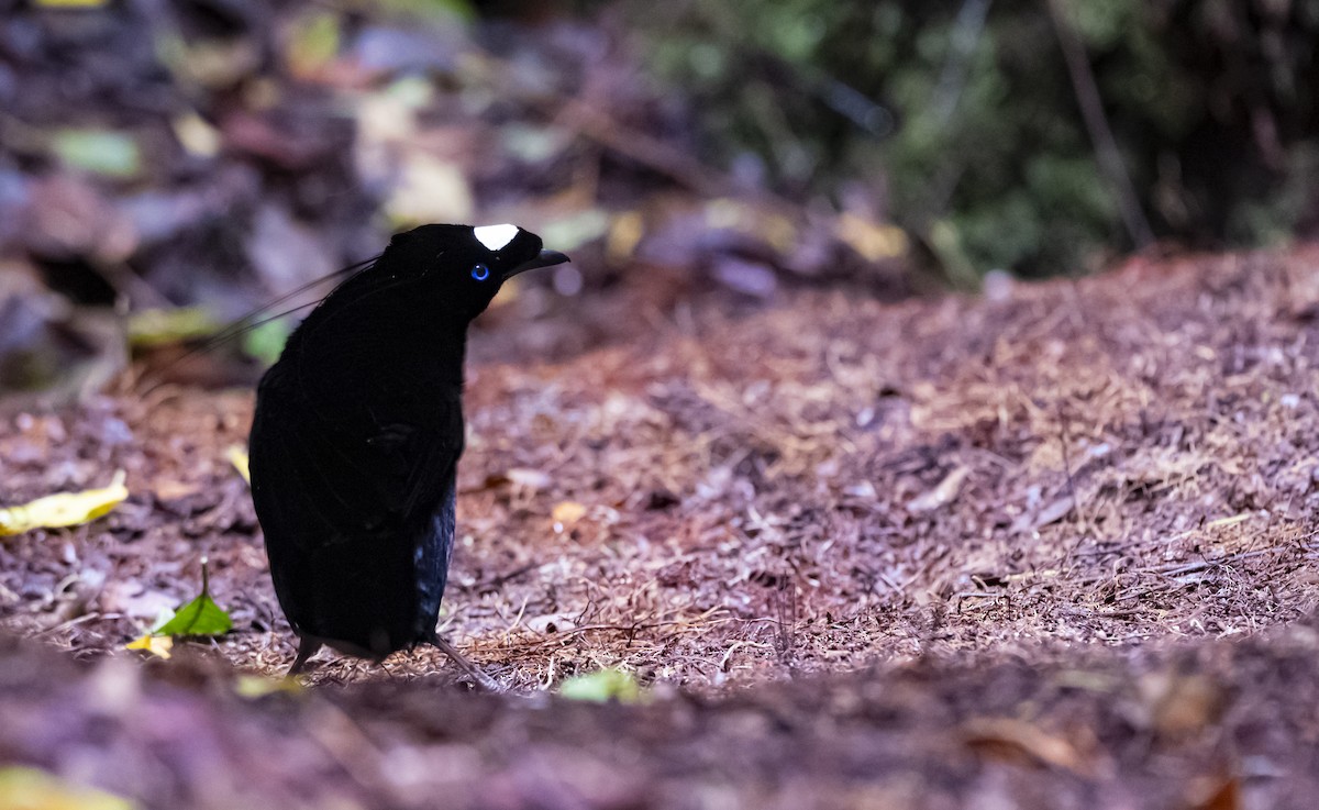 Western Parotia - ML622097678