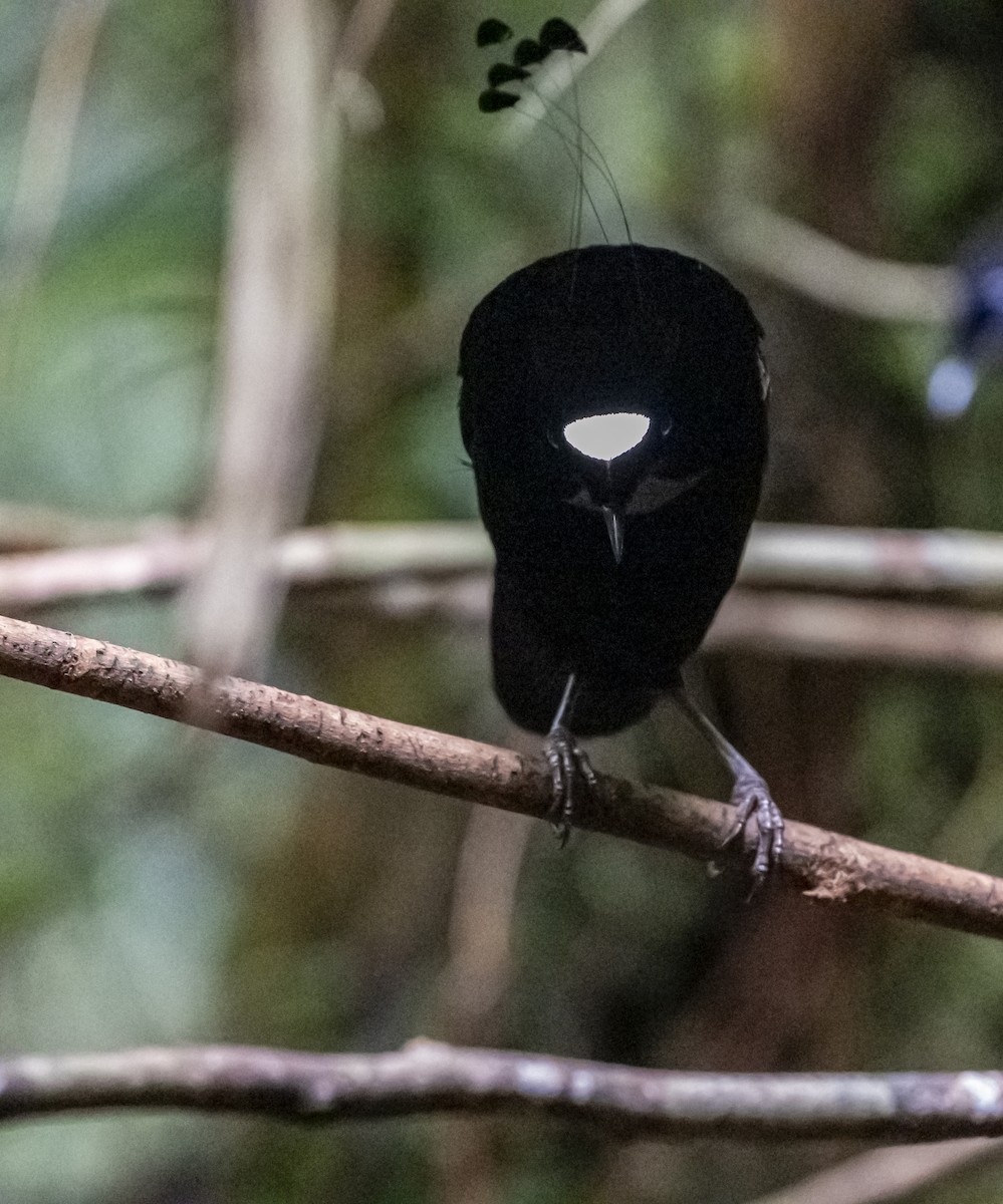 Western Parotia - Sohail  Madan