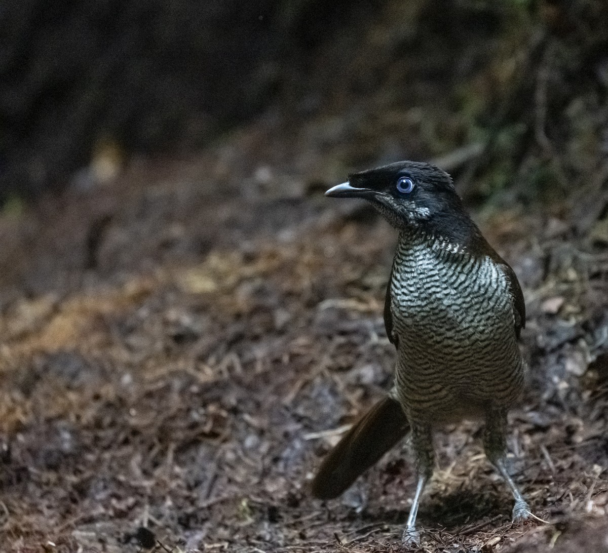 Western Parotia - ML622097680