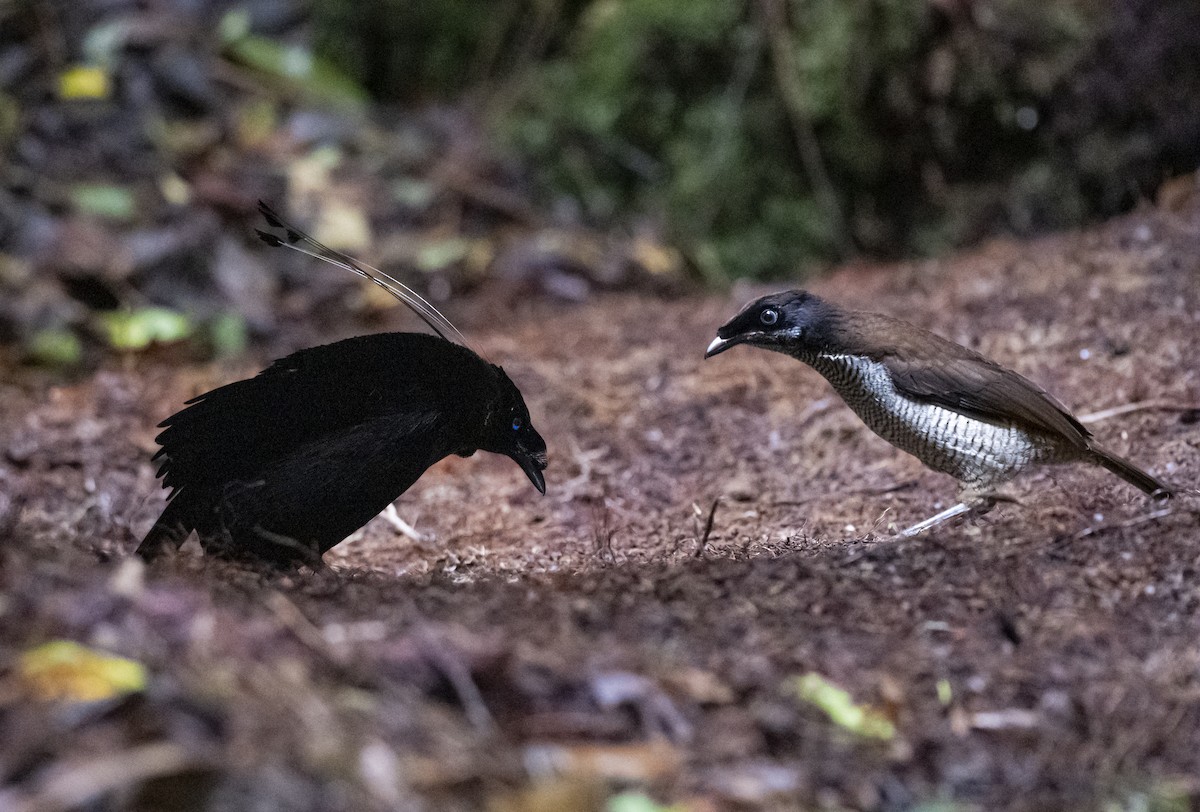 Western Parotia - ML622097681