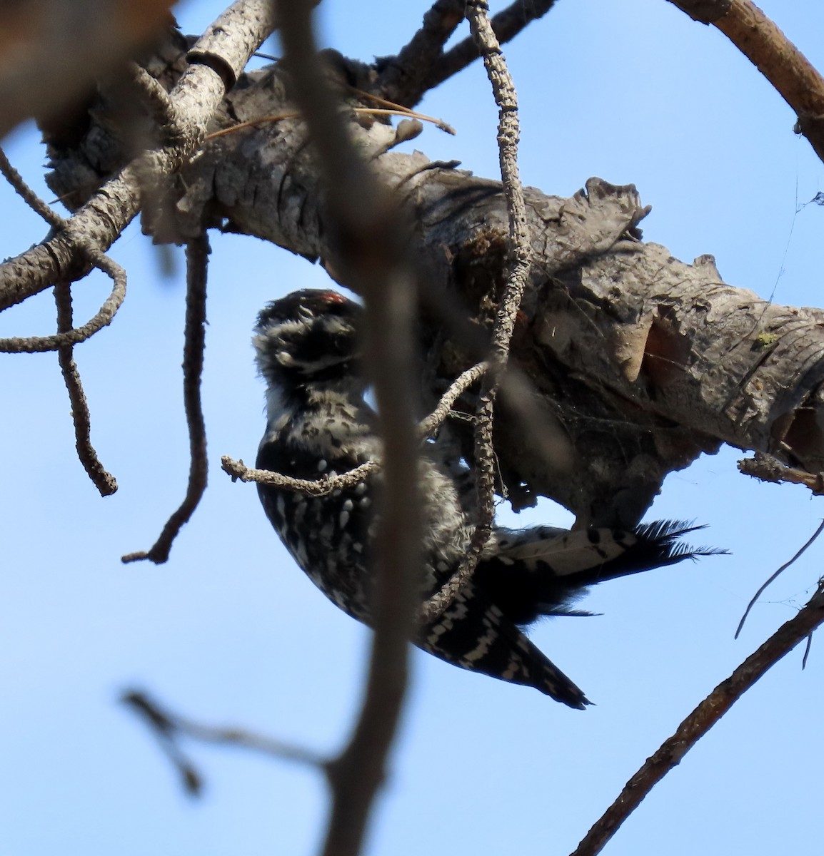 Nuttall's Woodpecker - ML622097684