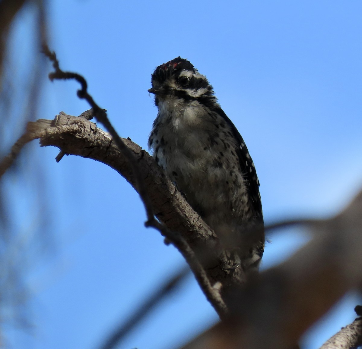 Nuttall's Woodpecker - ML622097685