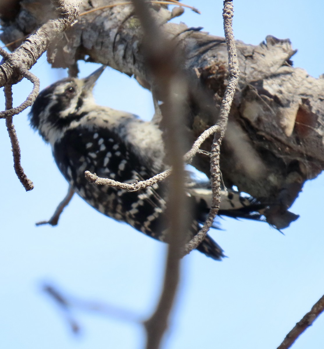 Nuttall's Woodpecker - ML622097686