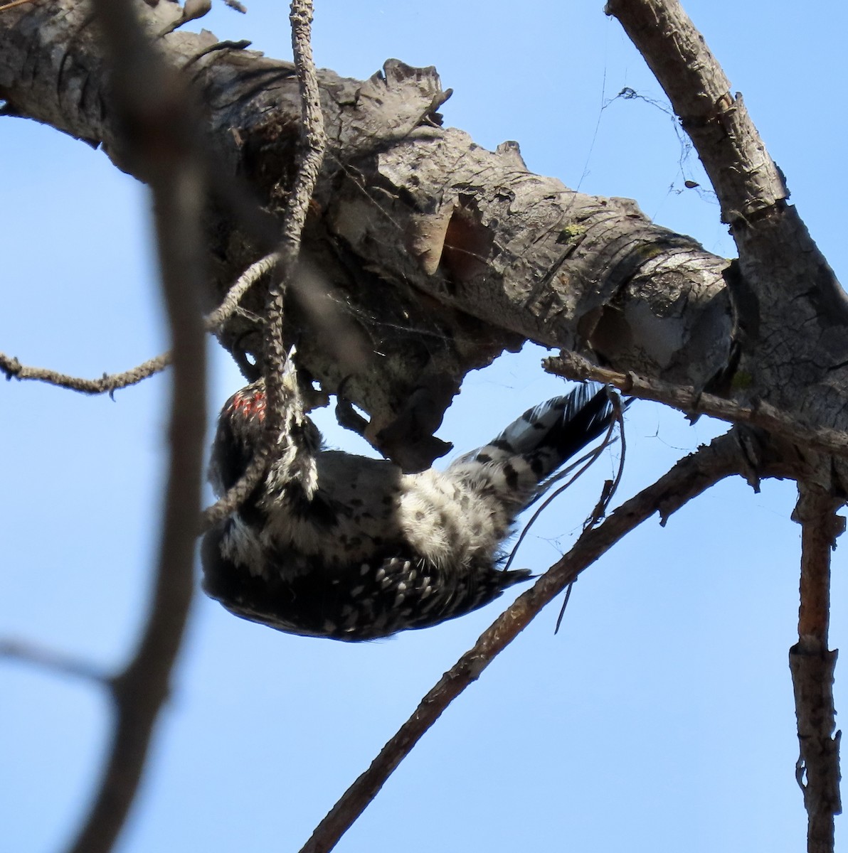 Nuttall's Woodpecker - ML622097687