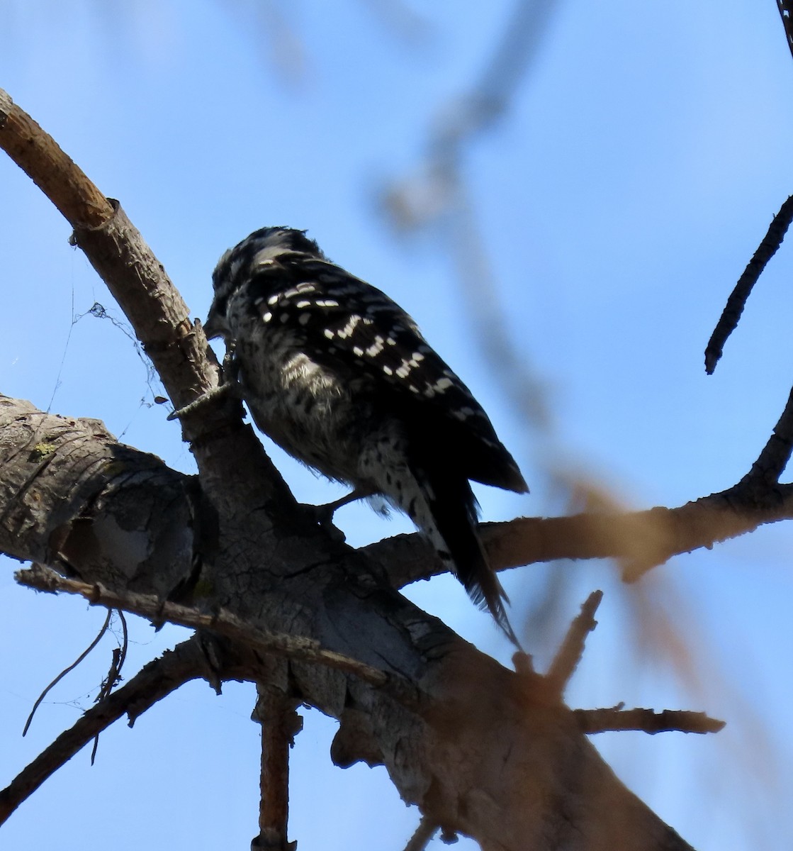 Nuttall's Woodpecker - ML622097688