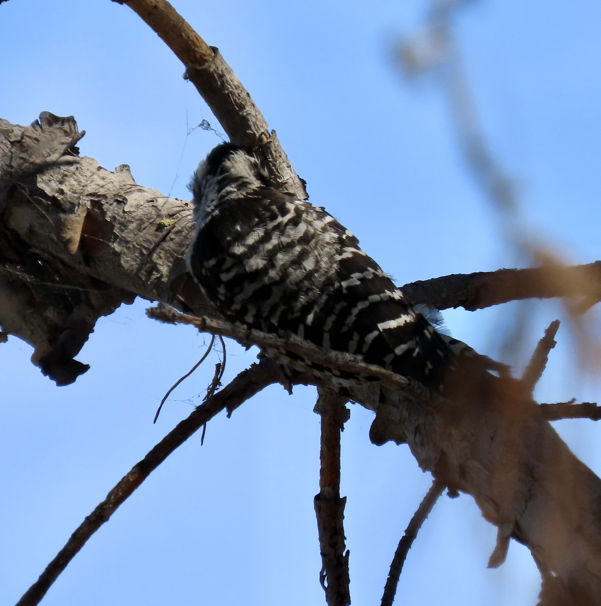 Nuttall's Woodpecker - ML622097689