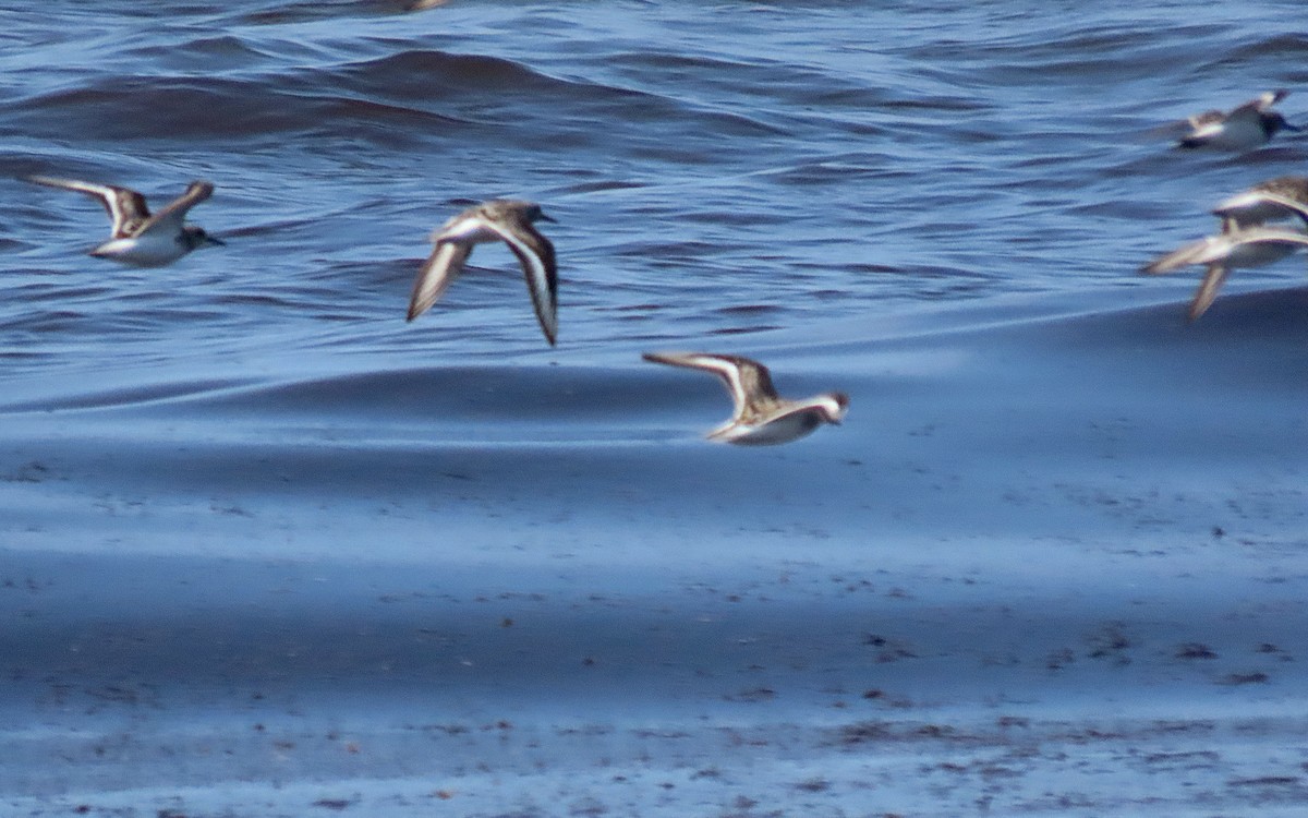 Sanderling - ML622097694