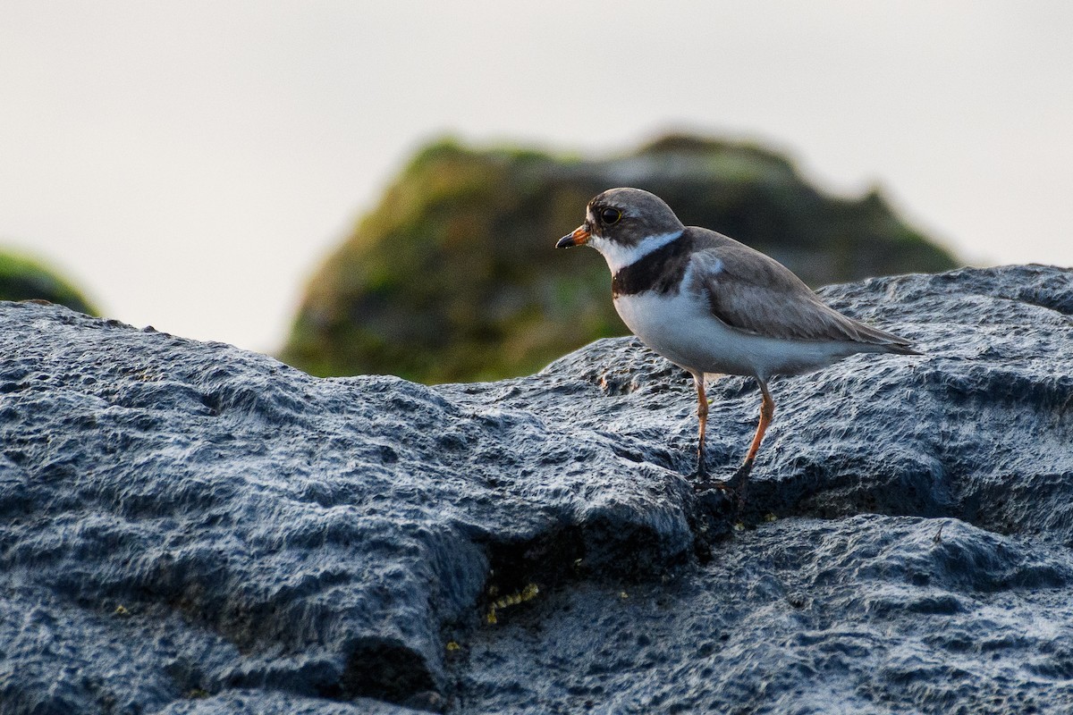 Semipalmated Plover - ML622097696