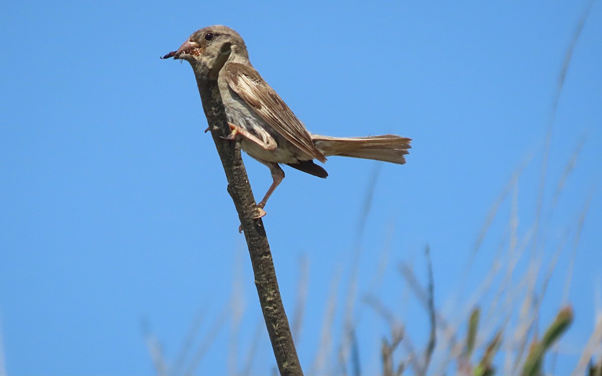 Moineau domestique - ML622097716