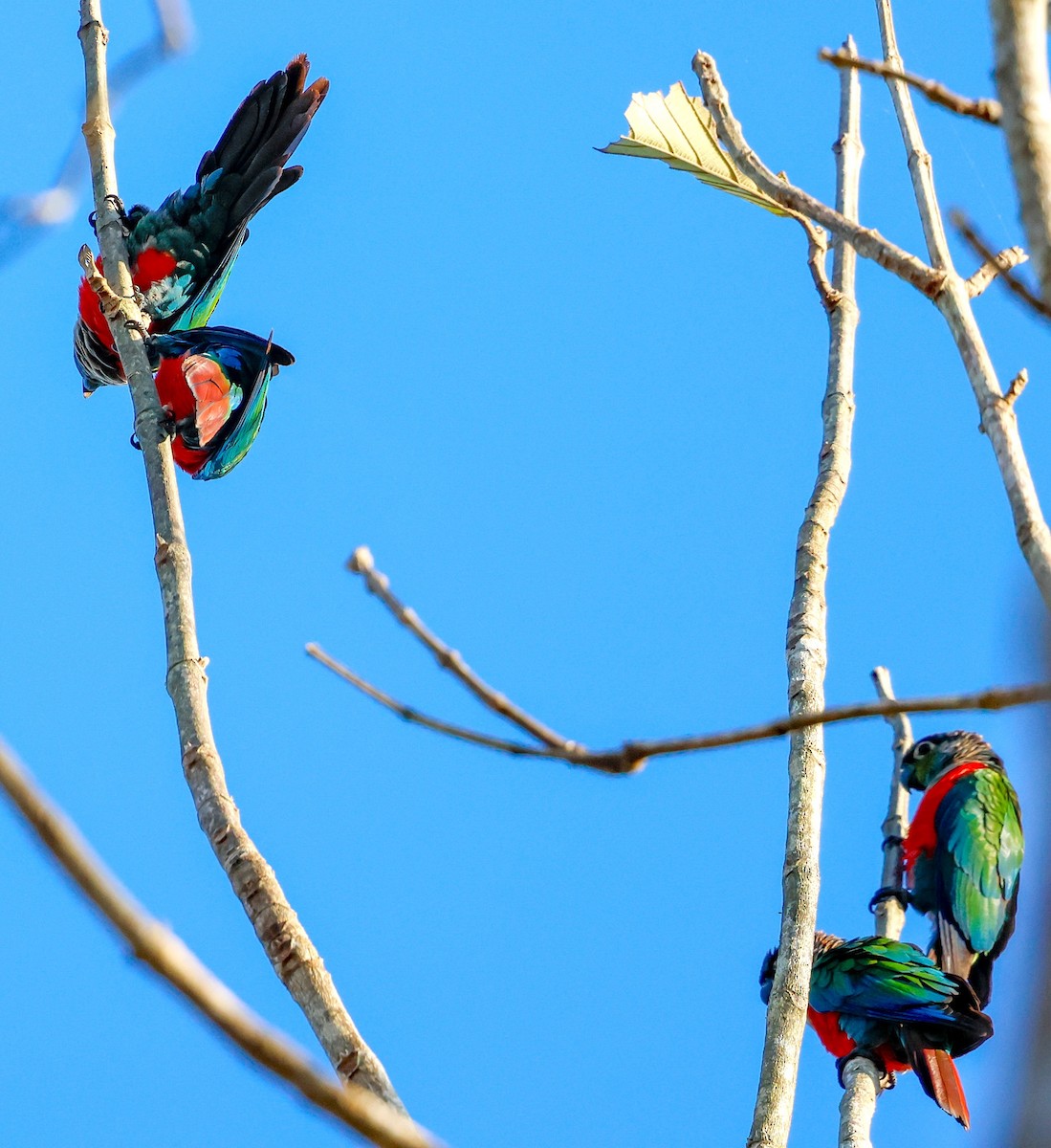 Crimson-bellied Parakeet - ML622097742