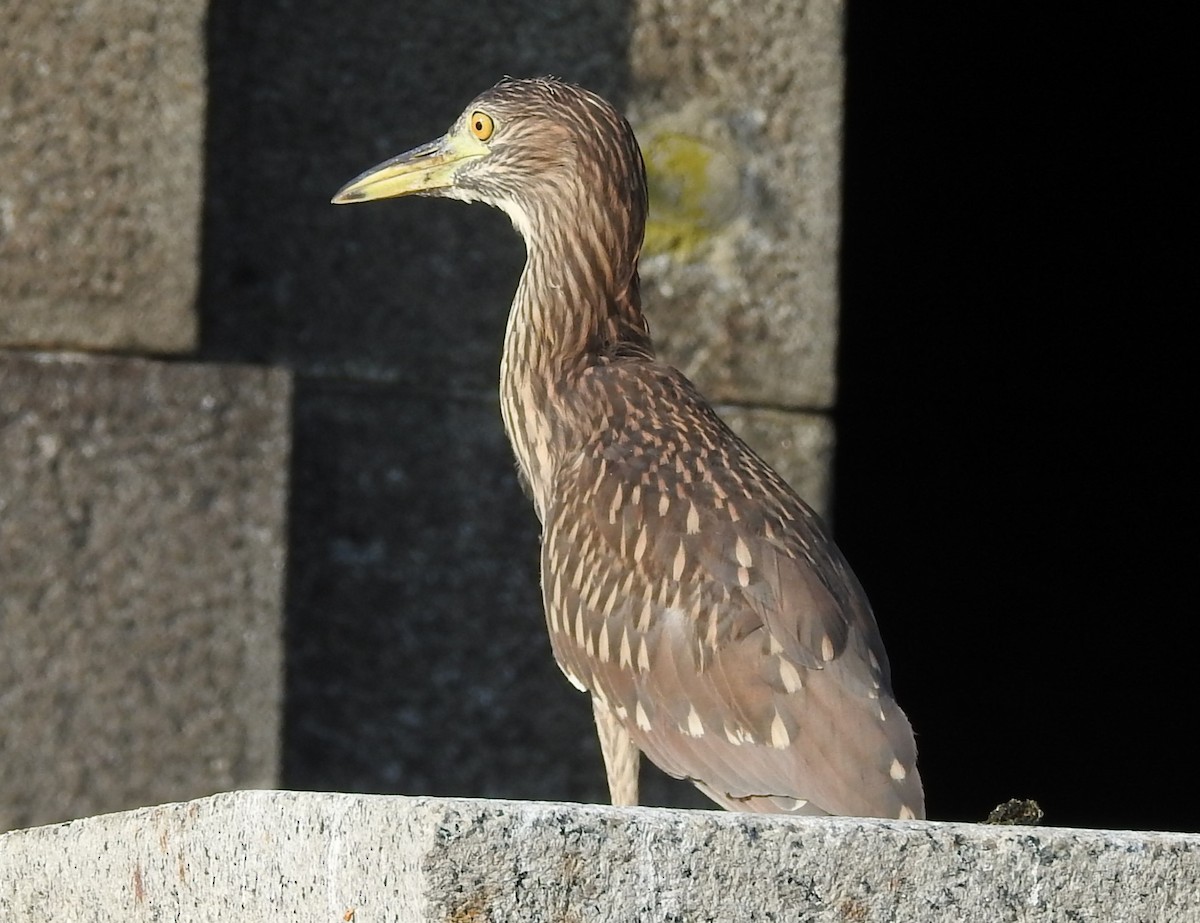 Black-crowned Night Heron - ML622097743