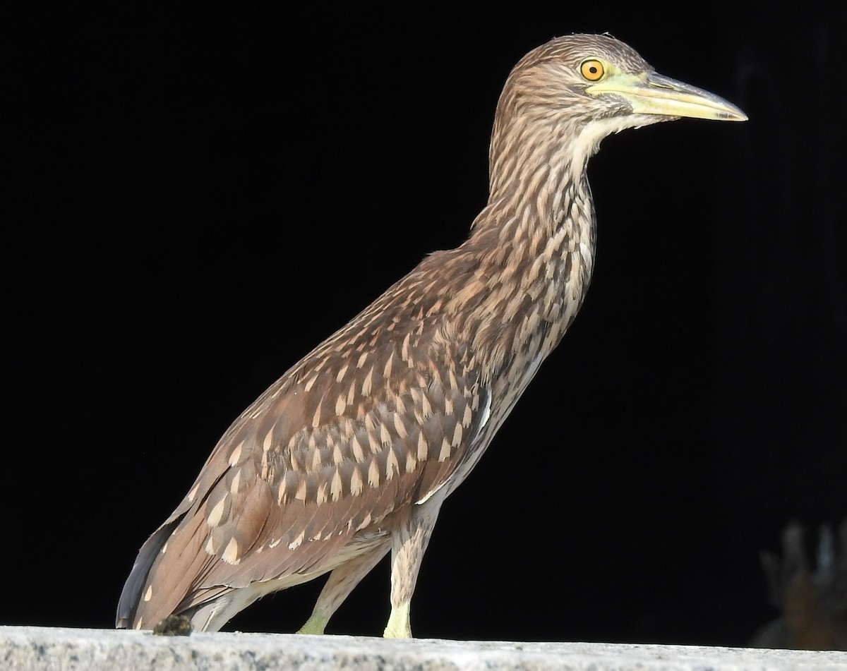 Black-crowned Night Heron - ML622097744