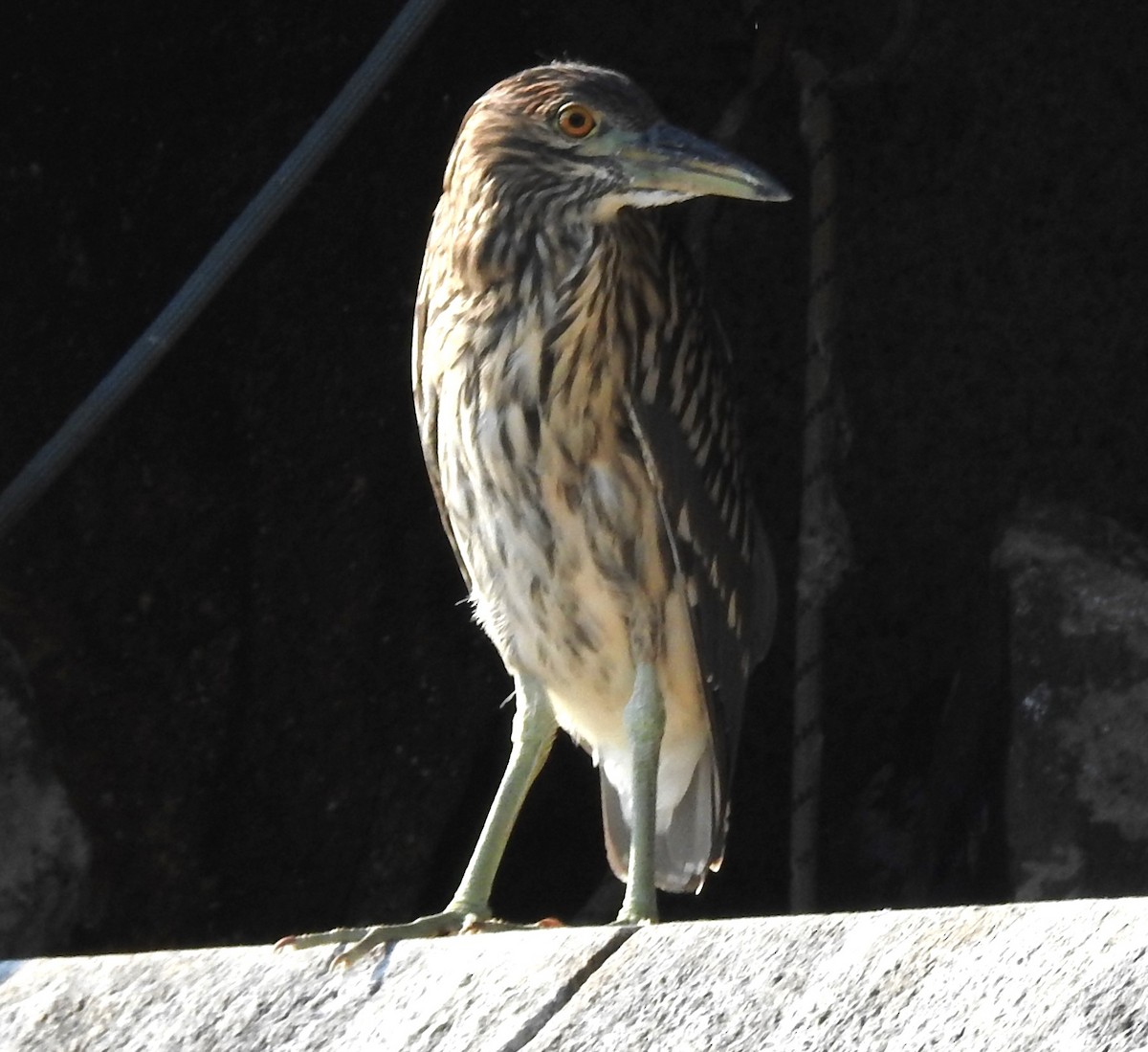 Black-crowned Night Heron - ML622097745