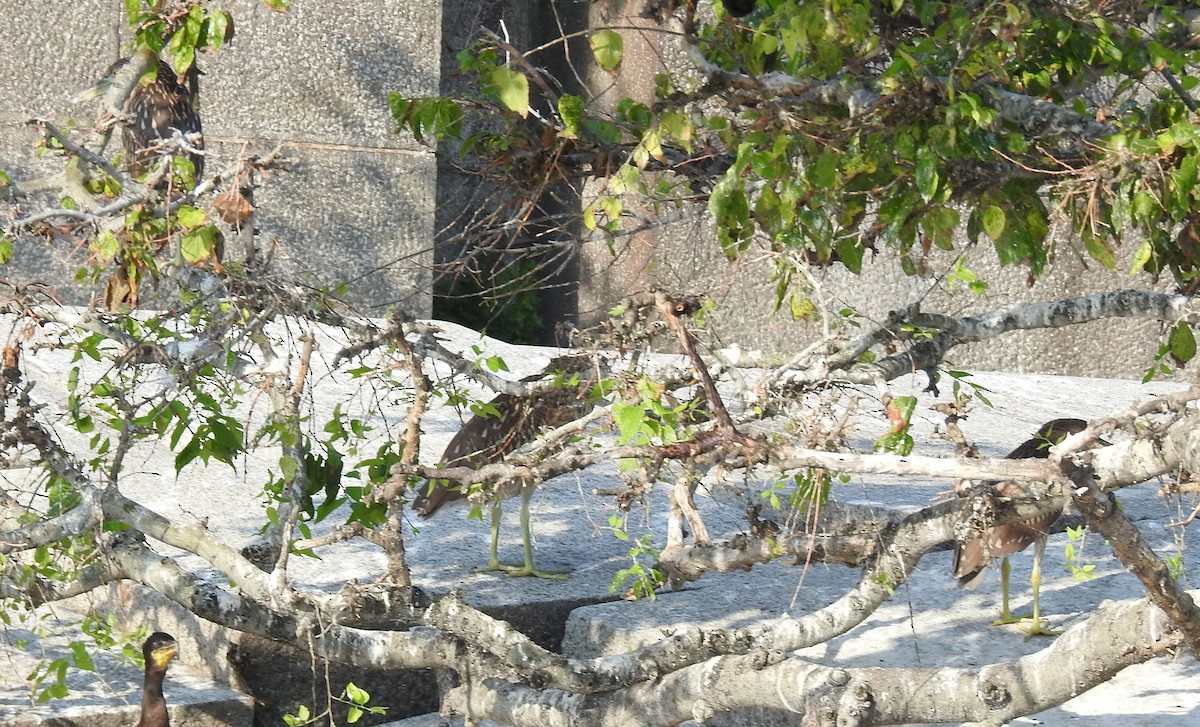 Black-crowned Night Heron - ML622097746