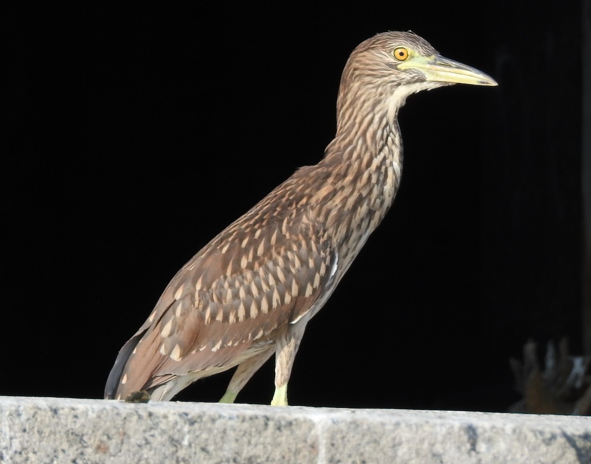 Black-crowned Night Heron - ML622097747