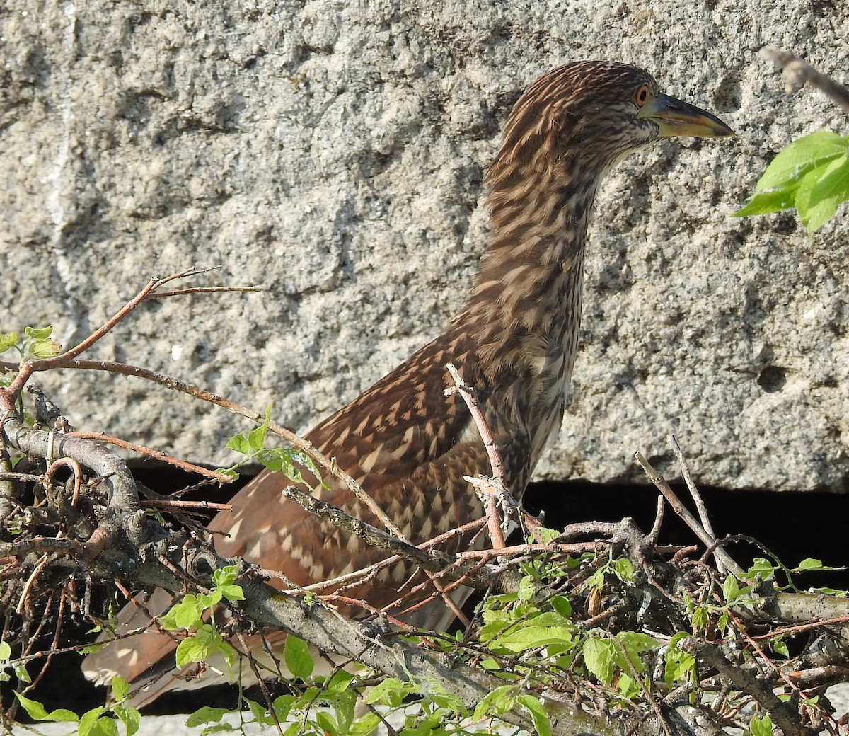 Black-crowned Night Heron - ML622097748