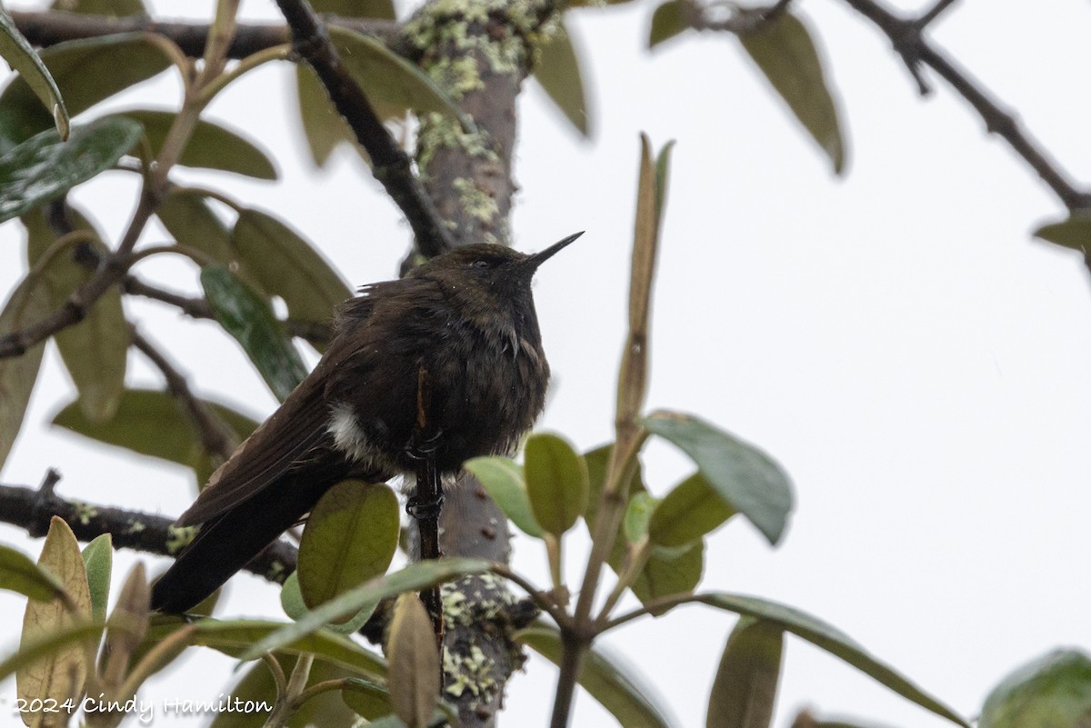 Blue-mantled Thornbill - ML622097752