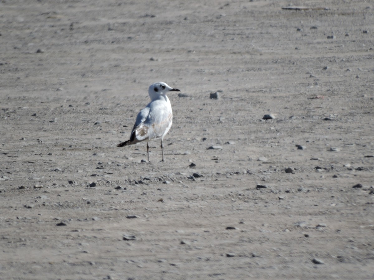 Andean Gull - ML622097753