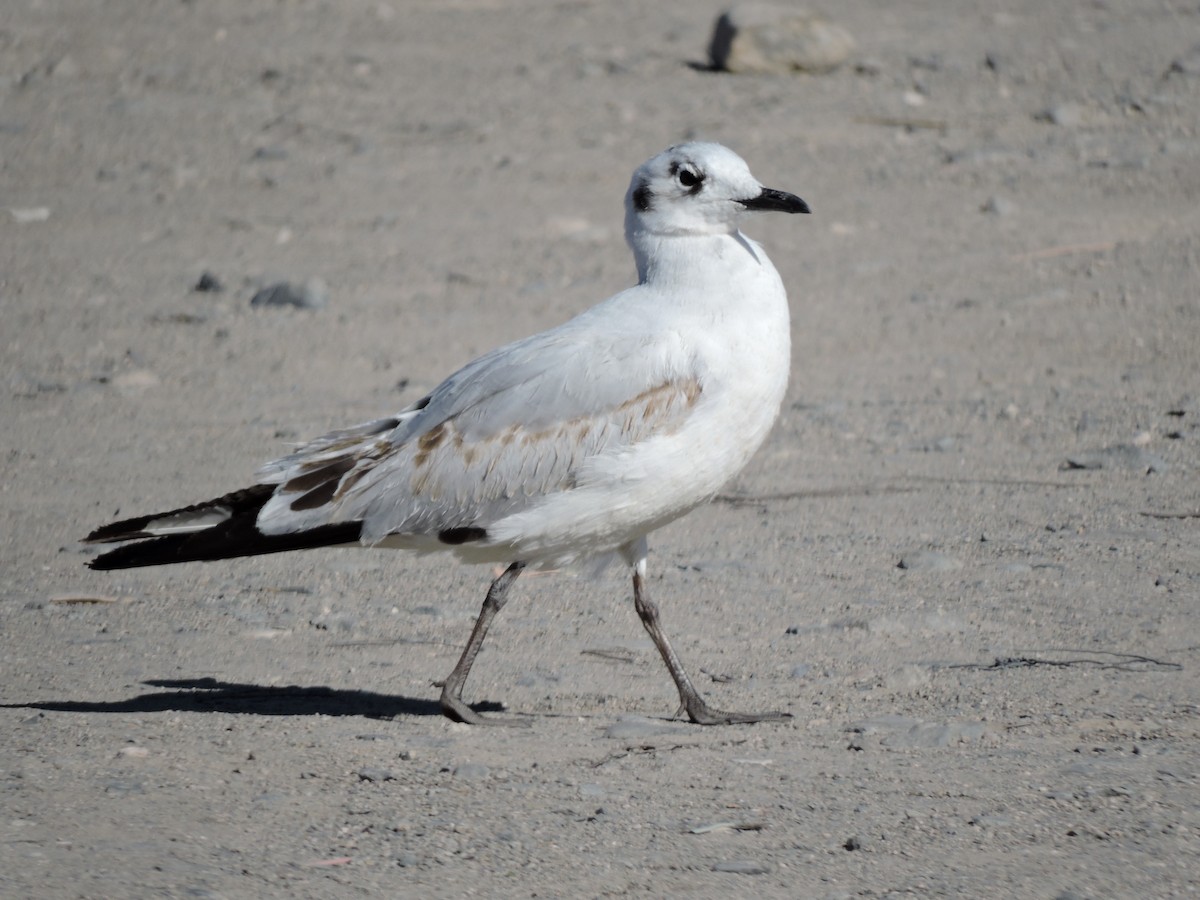 Andean Gull - ML622097754