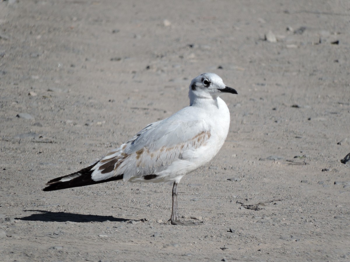 Andean Gull - ML622097755