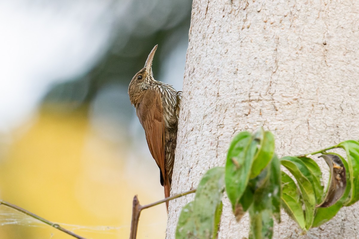 Dusky-capped Woodcreeper (Layard's) - ML622097768