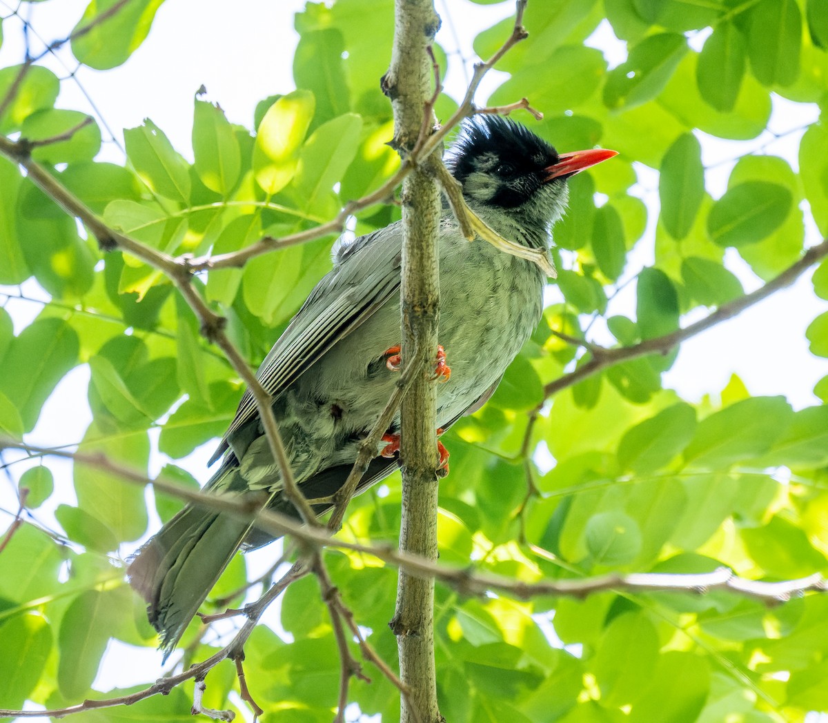 Black Bulbul - Alexander Naumov