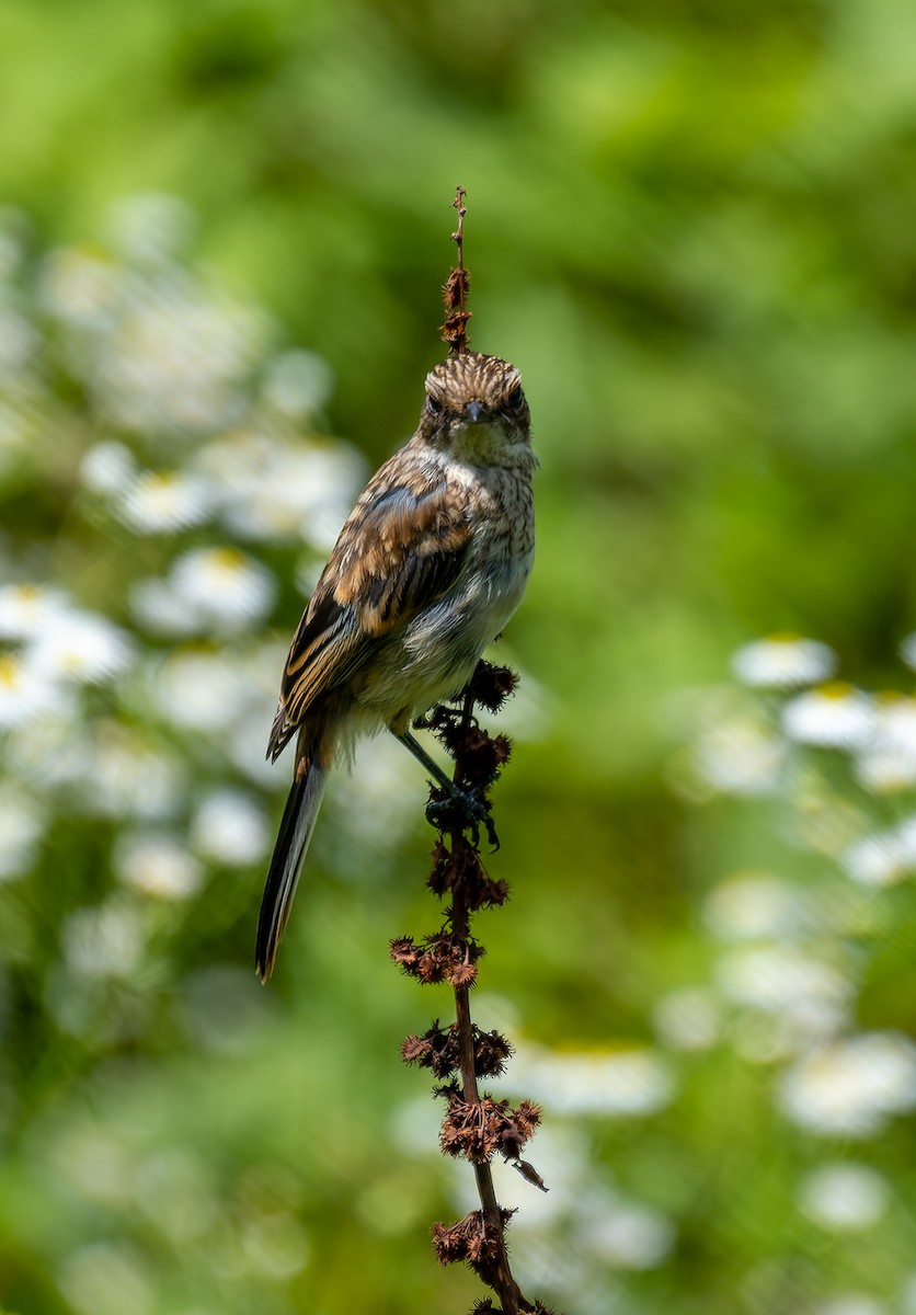 Gray Bushchat - ML622097840