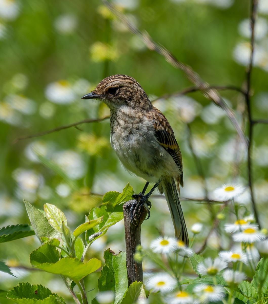 Gray Bushchat - ML622097841