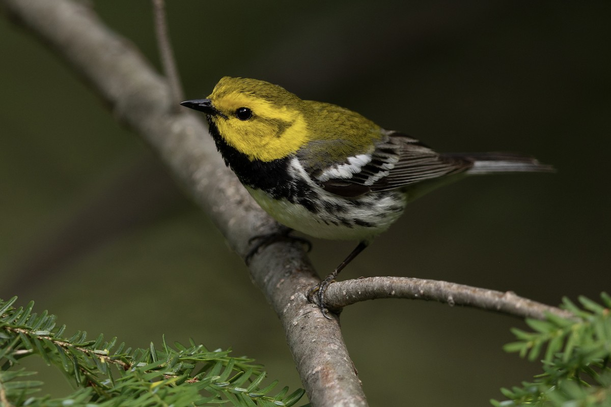 Black-throated Green Warbler - Matt Felperin