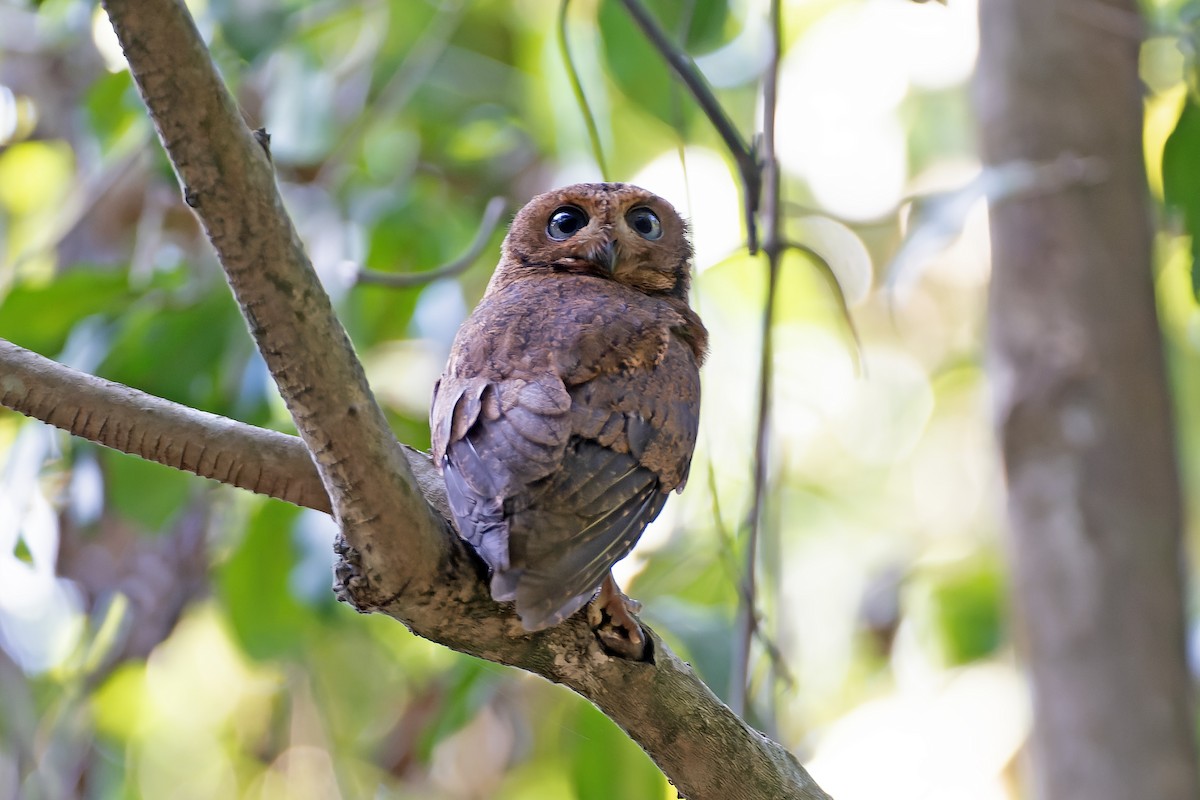 Moheli Scops-Owl - ML622097942