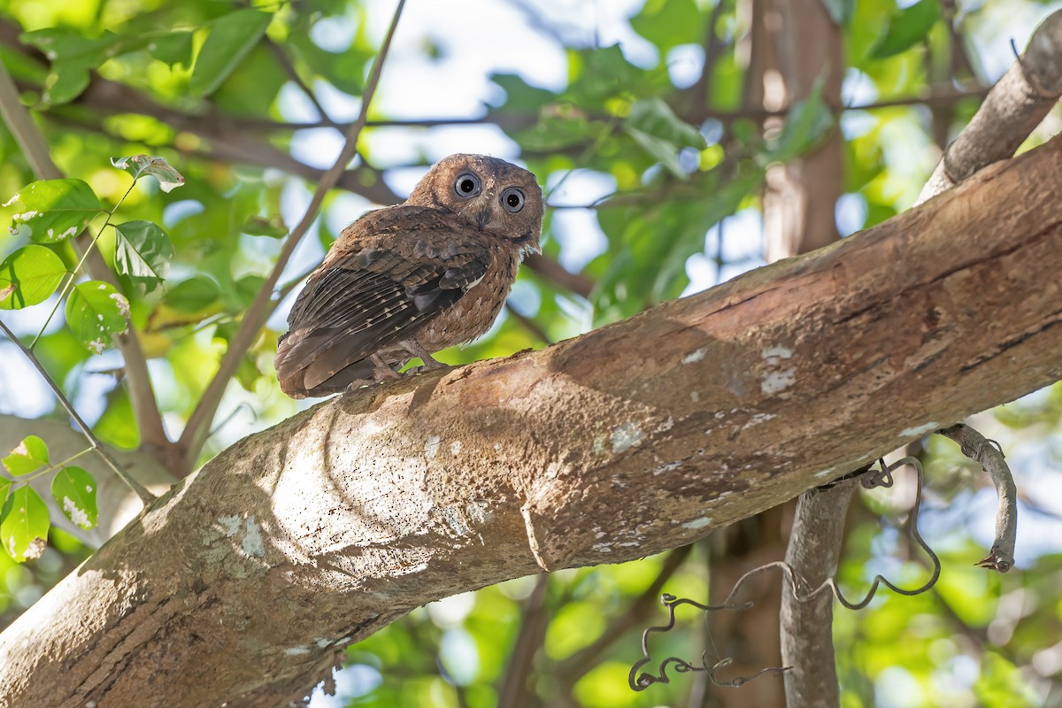 Moheli Scops-Owl - ML622097943