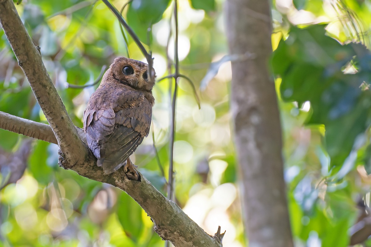 Moheli Scops-Owl - ML622097952