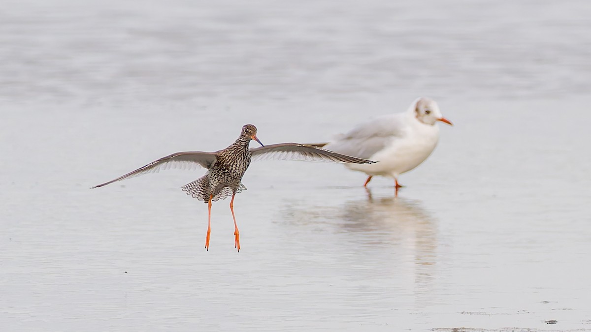 Common Redshank - ML622098028