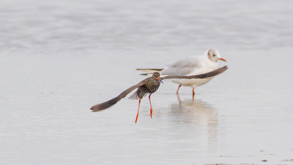 Common Redshank - Peter Kennerley