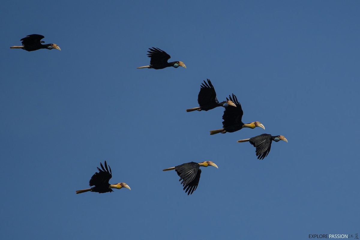 Plain-pouched Hornbill - Wai Loon Wong