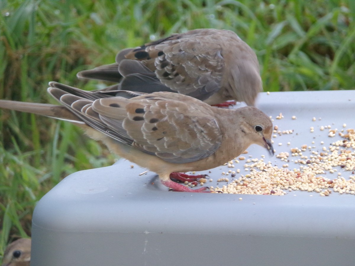 Mourning Dove - Texas Bird Family