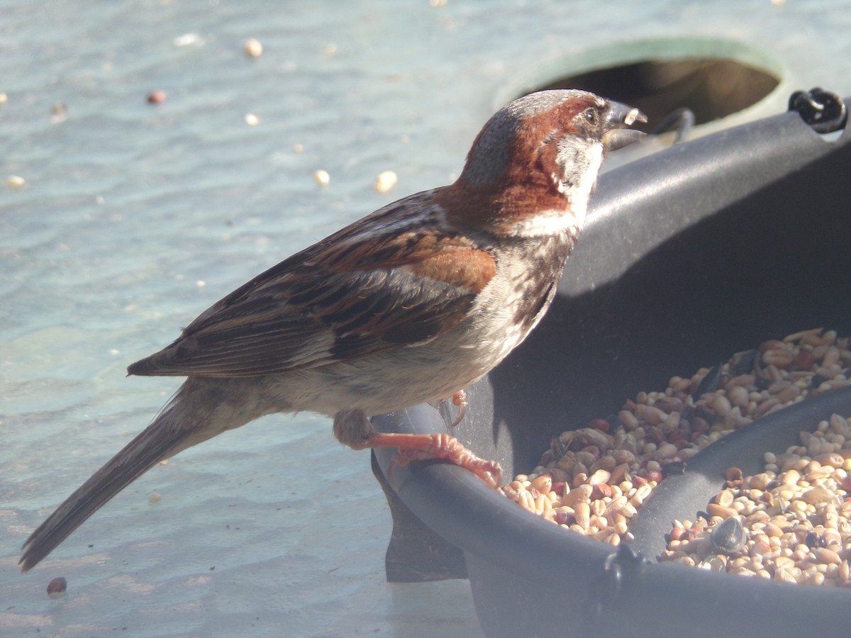 Moineau domestique - ML622098136