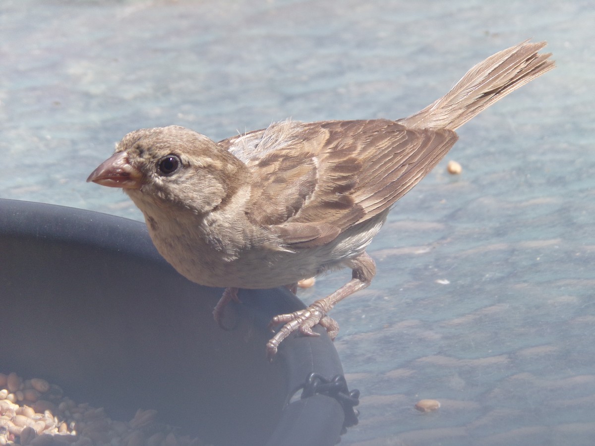 Moineau domestique - ML622098137