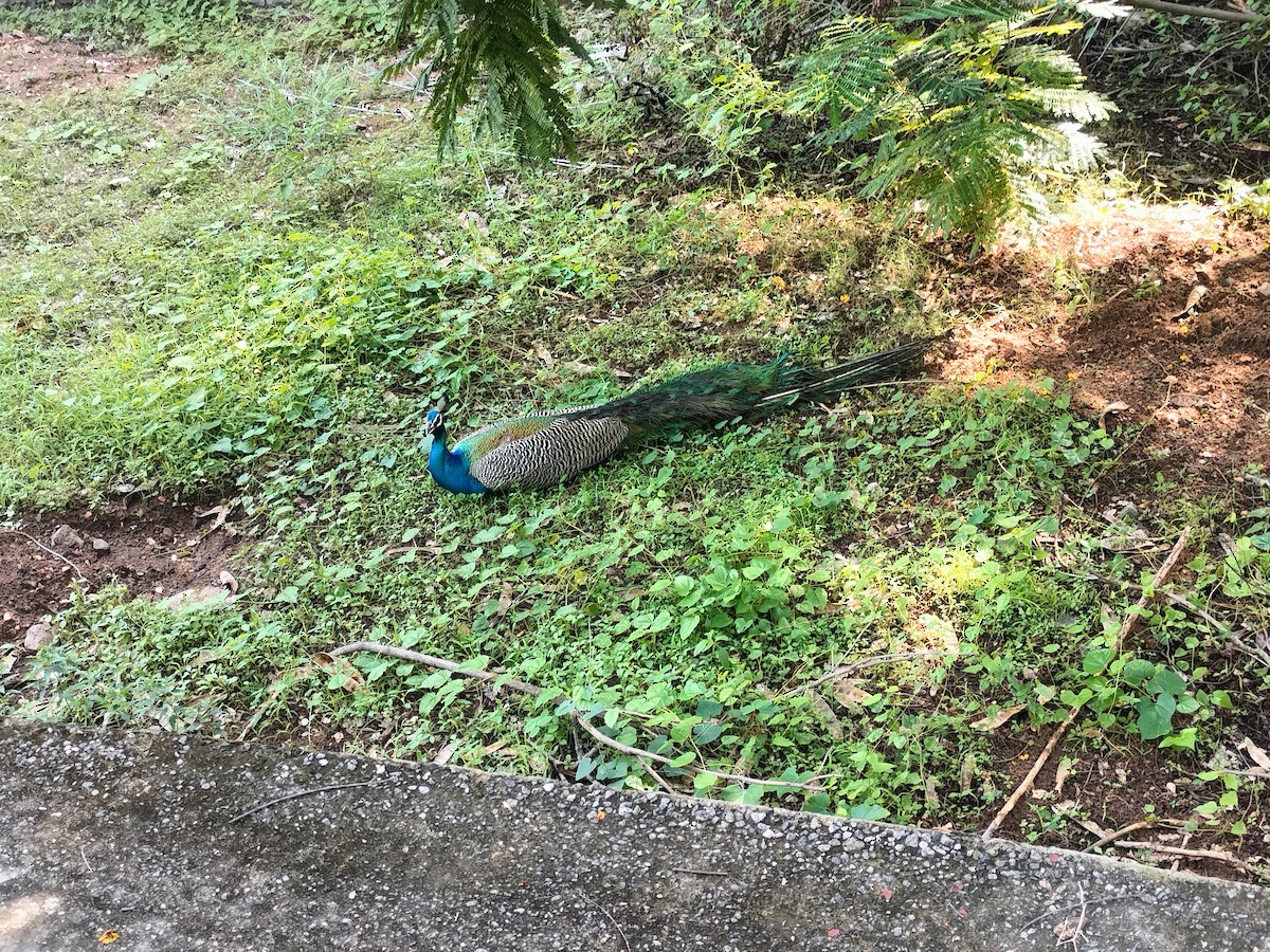 Indian Peafowl - ML622098177