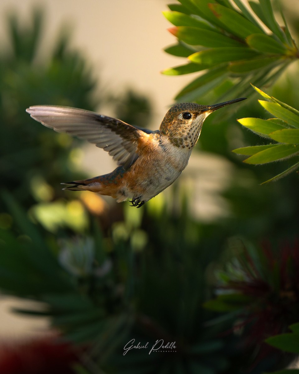 Colibrí de Allen - ML622098182