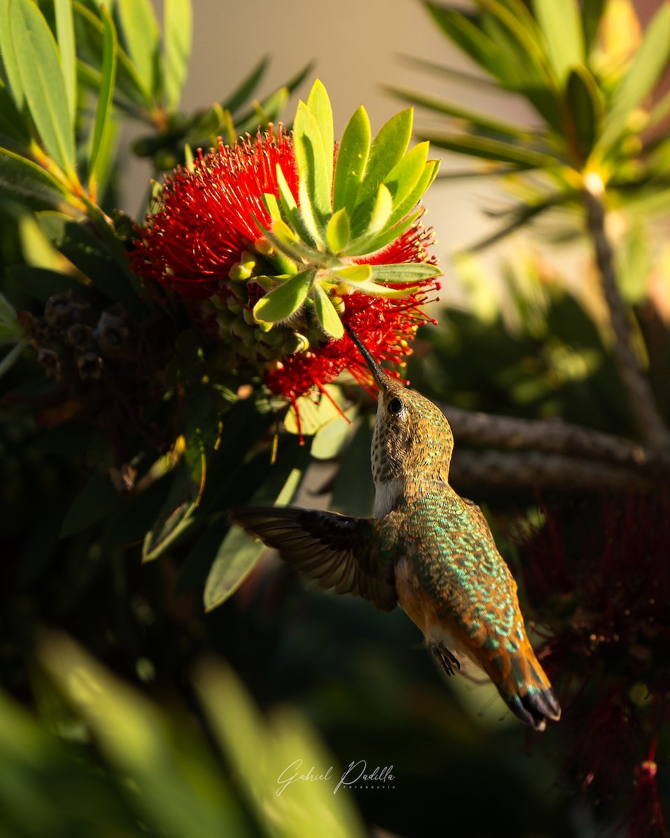 Allen's Hummingbird - Gabriel Padilla Rivera