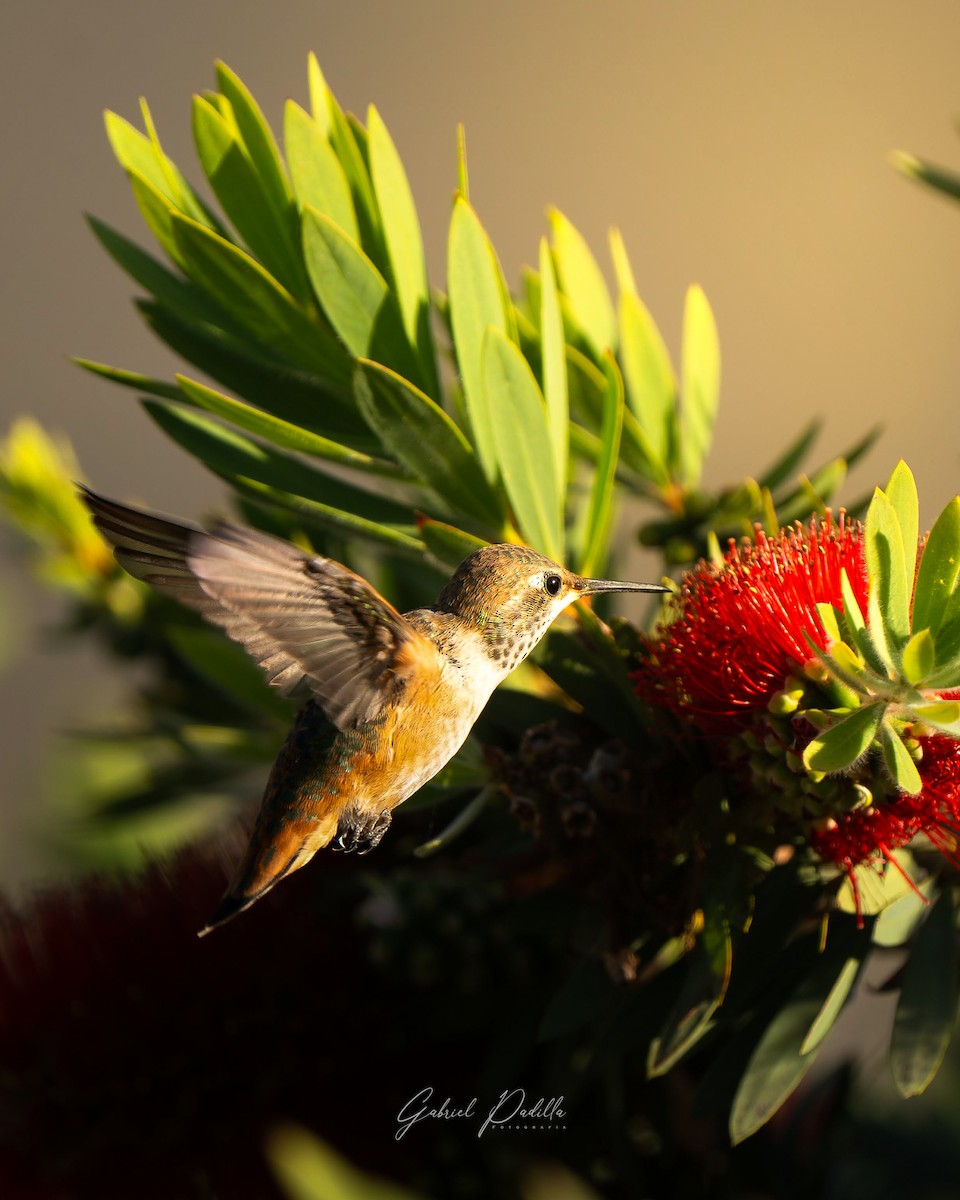 Colibrí de Allen - ML622098187