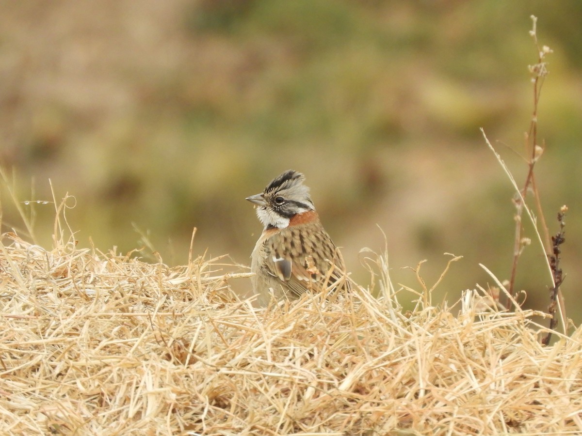 Rufous-collared Sparrow - ML622098202